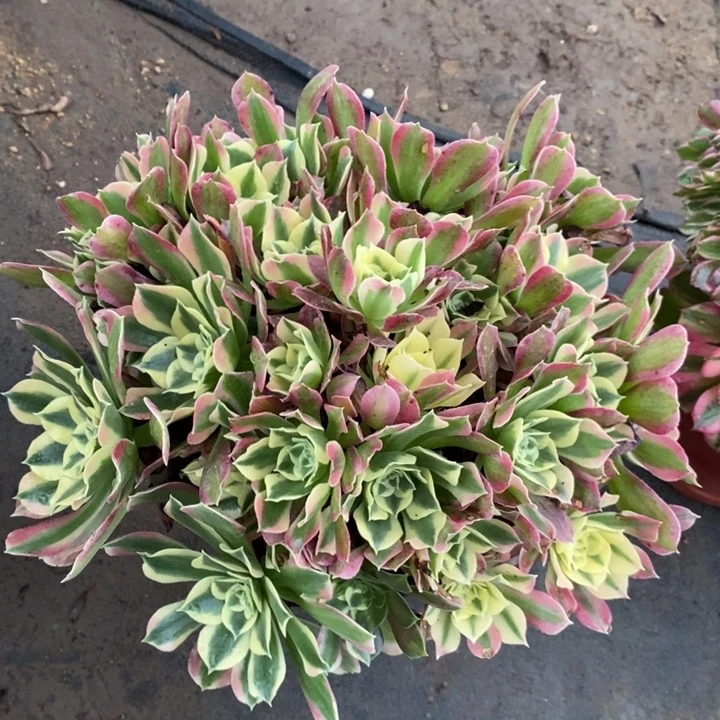 白凤40多肉植物法师法师