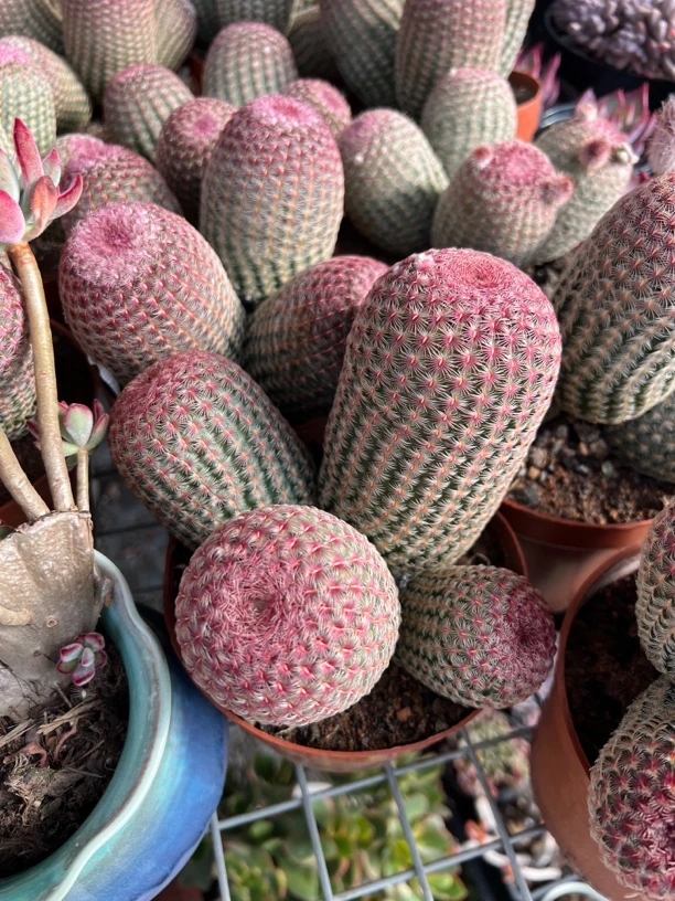 红太阳四头多肉植物，实生老根
