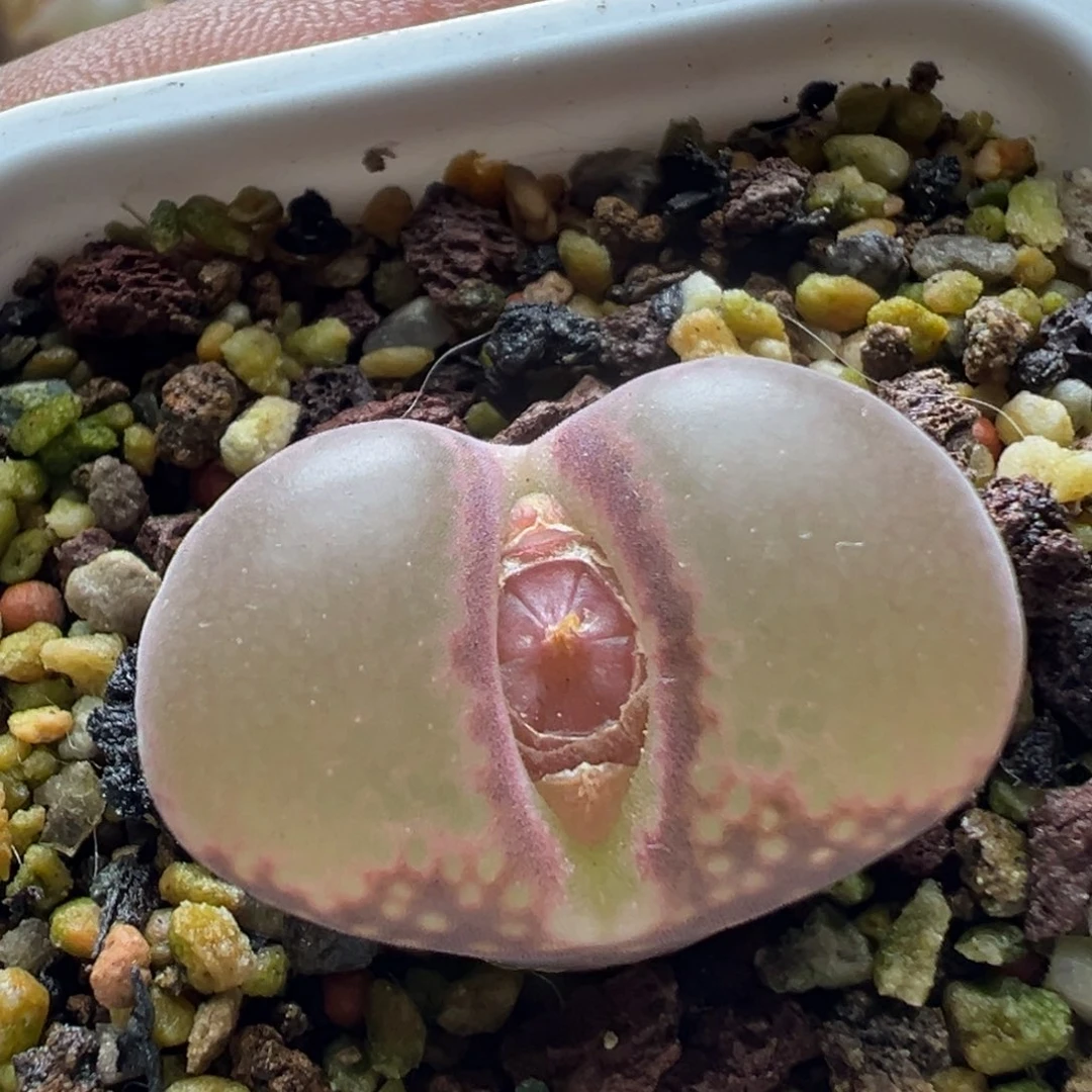 无花朵实生风铃玉3号