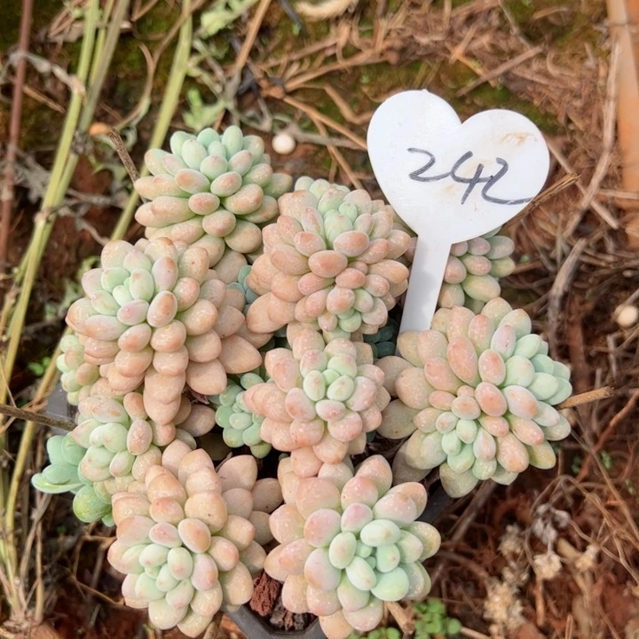 242洛可可平平安安健健康康