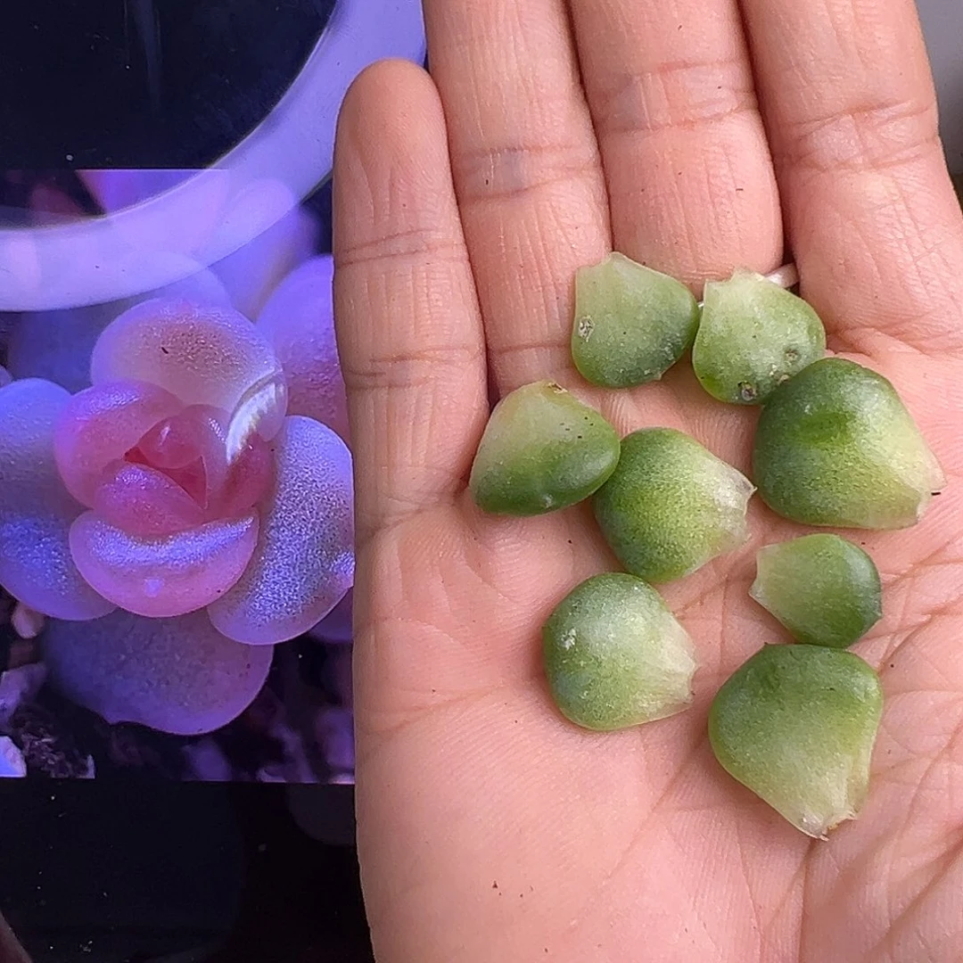 3个叶片。送一个。
