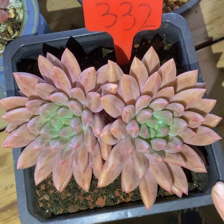 你是怎么对的呀怎么