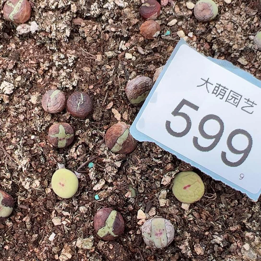 0000599量拍M4×D6大型红嘴杂交1颗