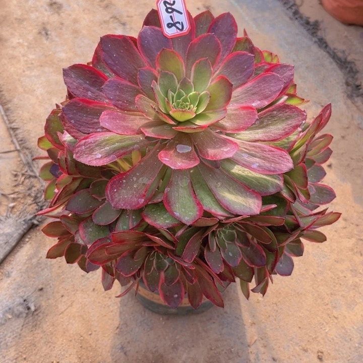 26-8粉花妖多肉植物