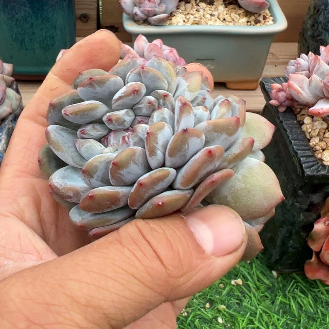 啊石榴籽星影小树福利缀化