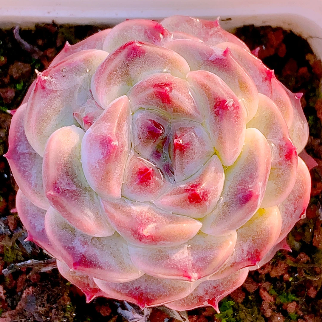 黑钻单头精品多肉植物盆栽阳台好养易养花卉一单包邮