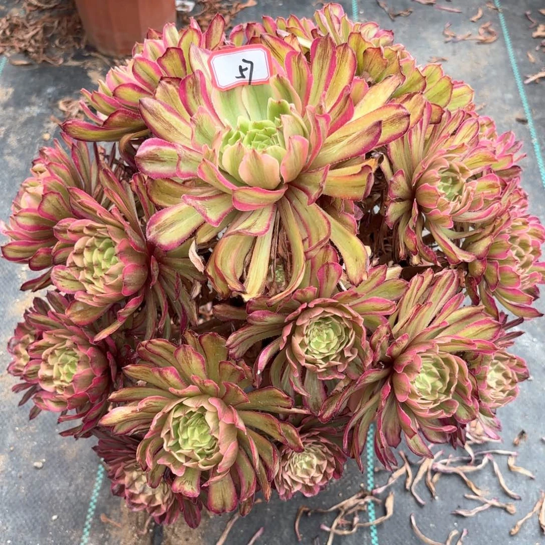 无花朵57粉黛变易多肉植物