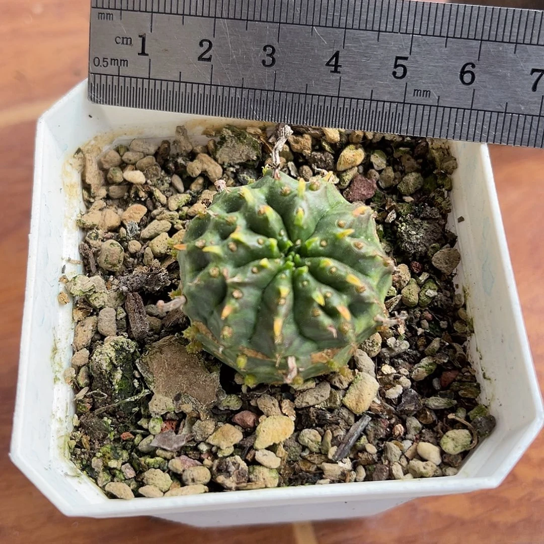 法利达一物一拍下单包邮