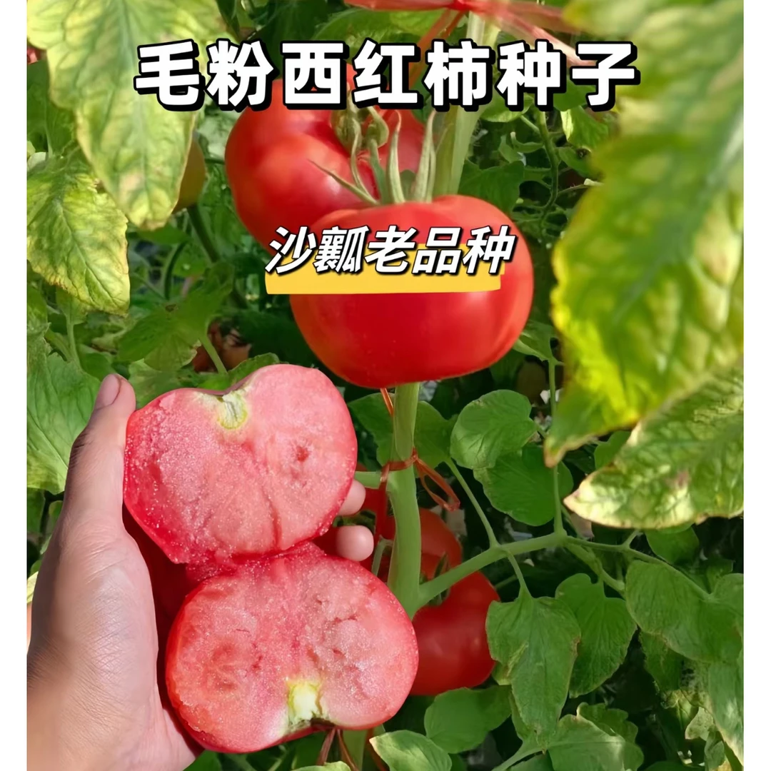 毛粉番茄种子家庭阳台种植盆栽地栽