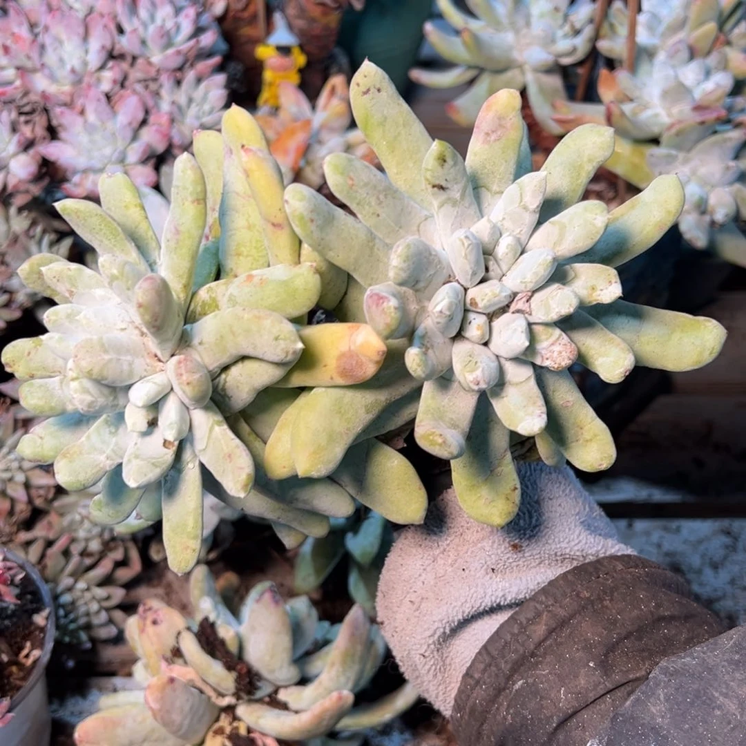 285哈哈哈哈哈哈哈哈