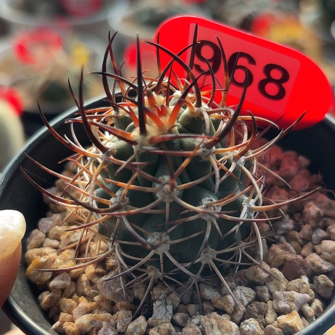 仙人球实生伍佰津玉