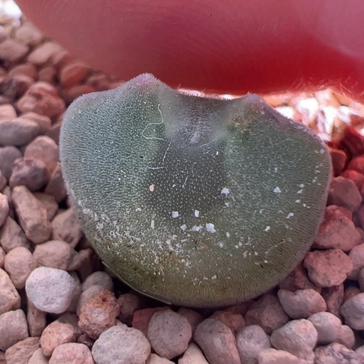 504。青蛙2年大眼睛 精灵耳大大大大大眼 ！！