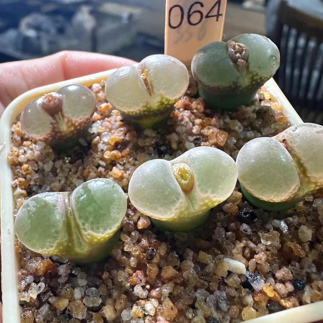 64多肉植物肉锥一颗