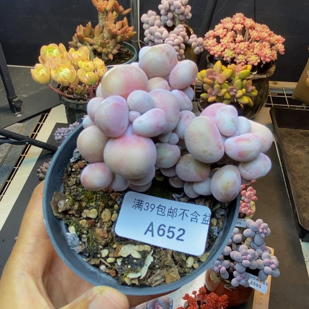 652腰子桃蛋多肉有砍