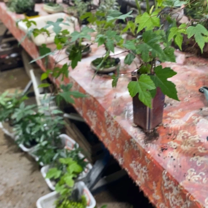 哈***拉完全开放退款拉黑一物一拍73