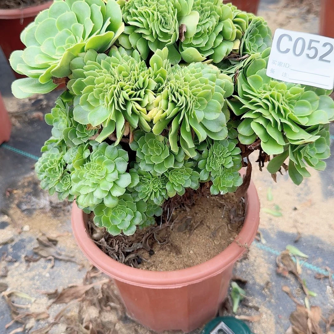 052绿缀一颗呀呀呀呀