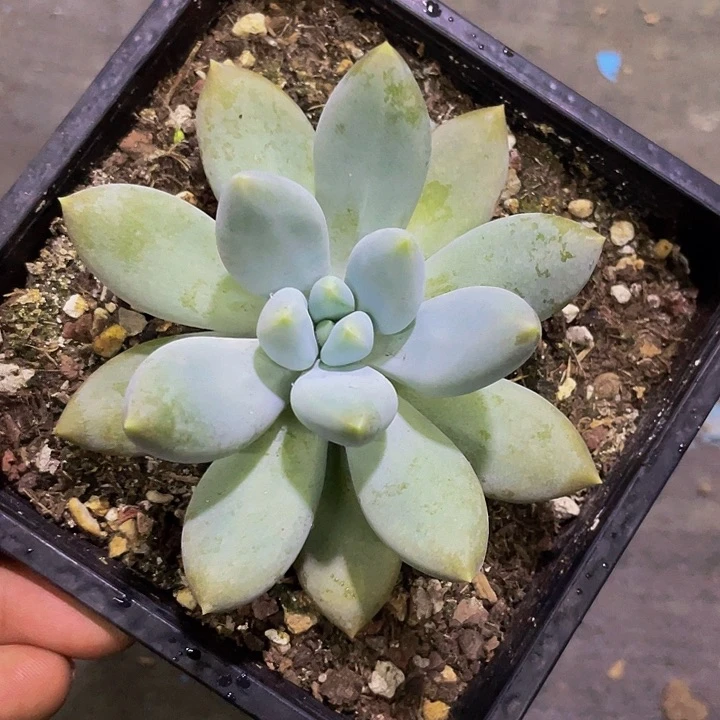 胖体哥特一物一拍