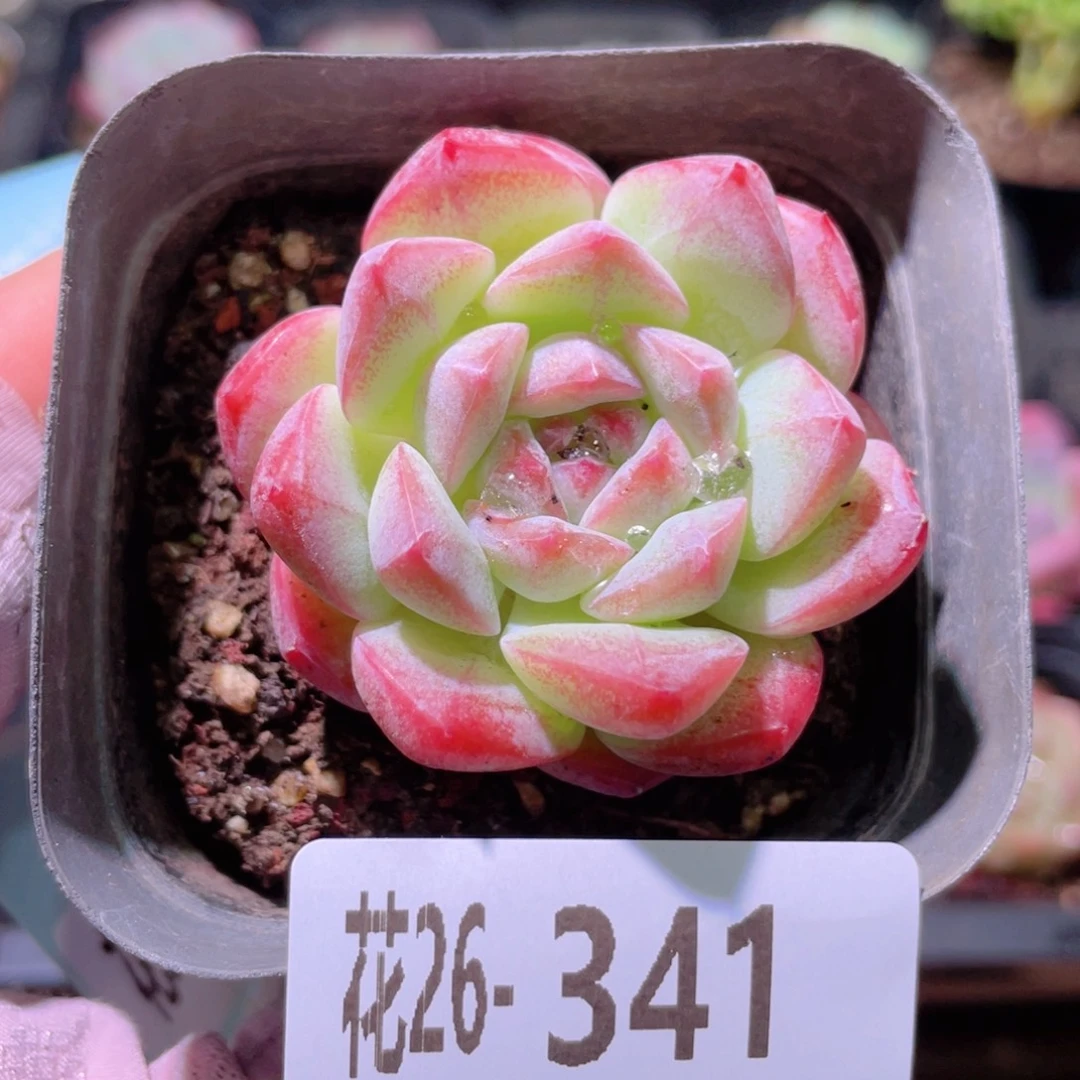 花利美26-341白桃汽水