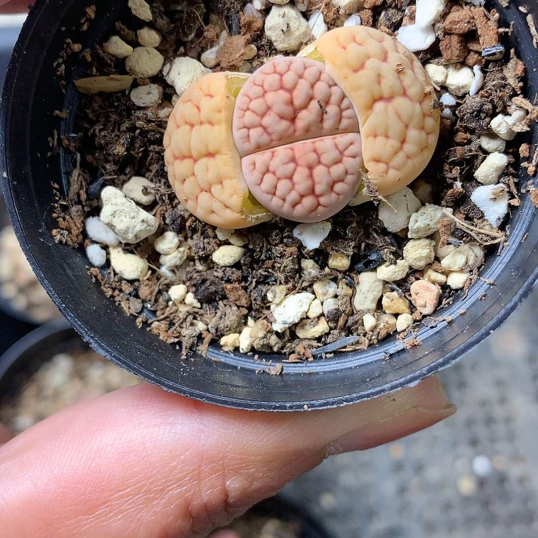 D198多肉植物保护