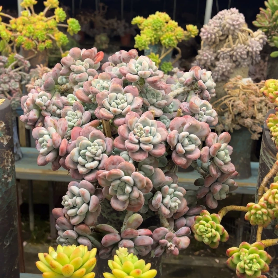 露养老桩脱土裸根洛神