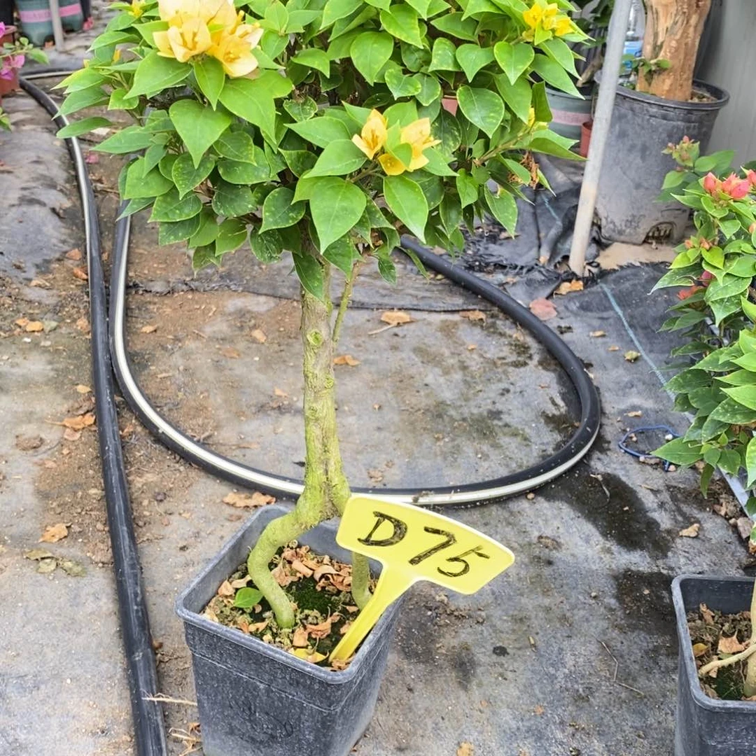 无花朵三角梅塔黄D75