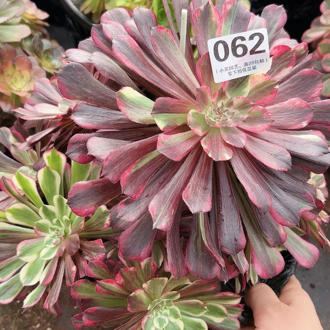 多肉植物062同花顺