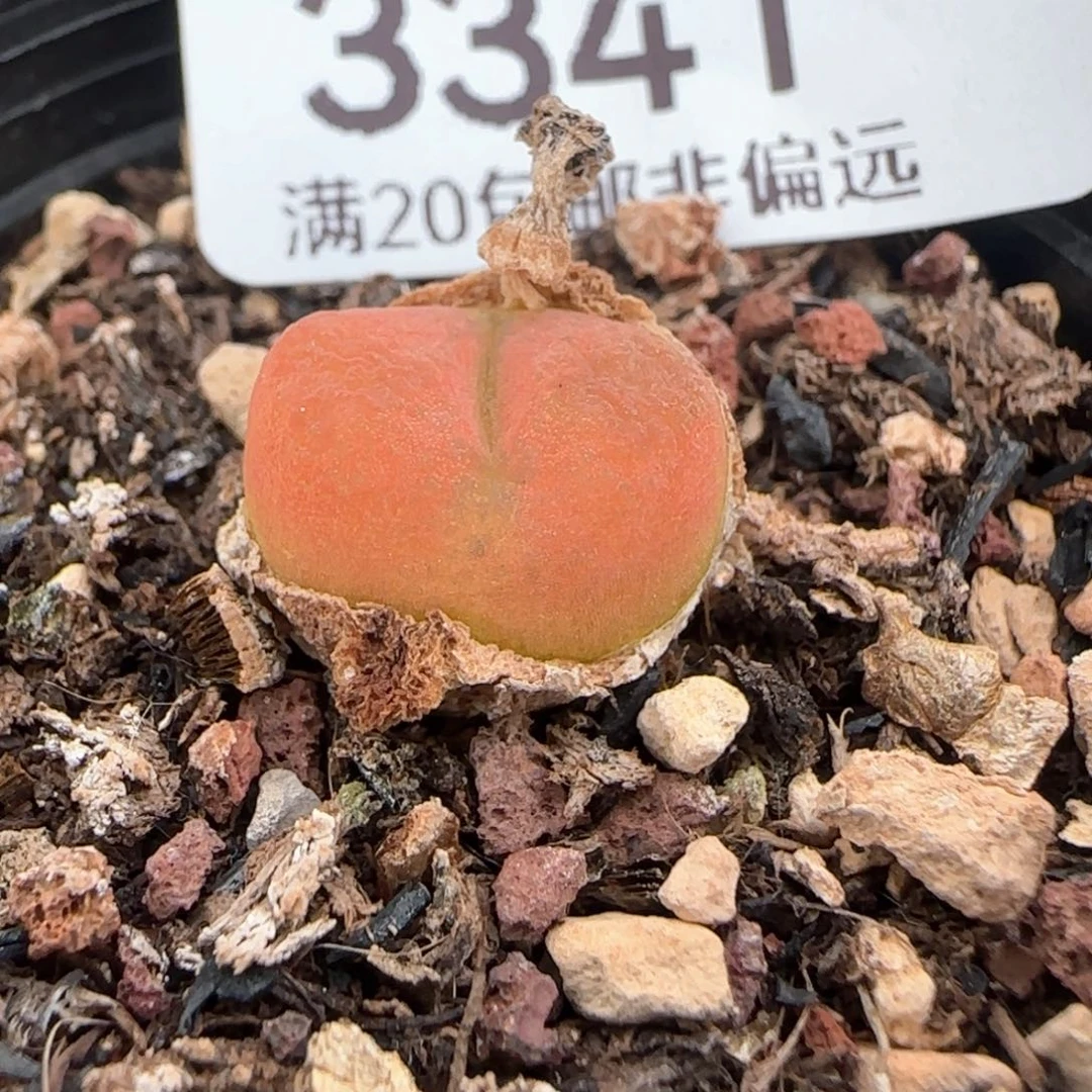 带盆土。 蟠桃。