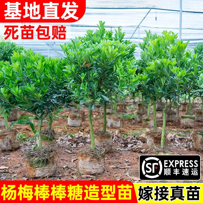 【棒棒糖造型】东魁杨梅树苗大苗黑炭苗早熟六月南北方种植盆栽地栽