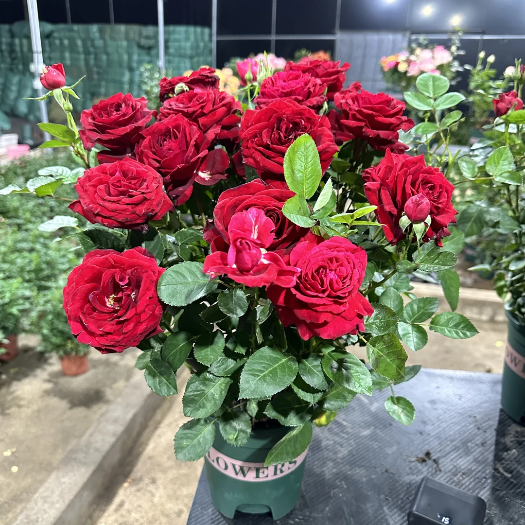 官【红丝绒】加仑盆一盆云南月季带花盆带土带花苞发货阳台庭院好养