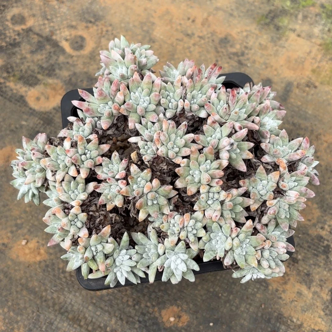 格诺玛，仙女杯多肉