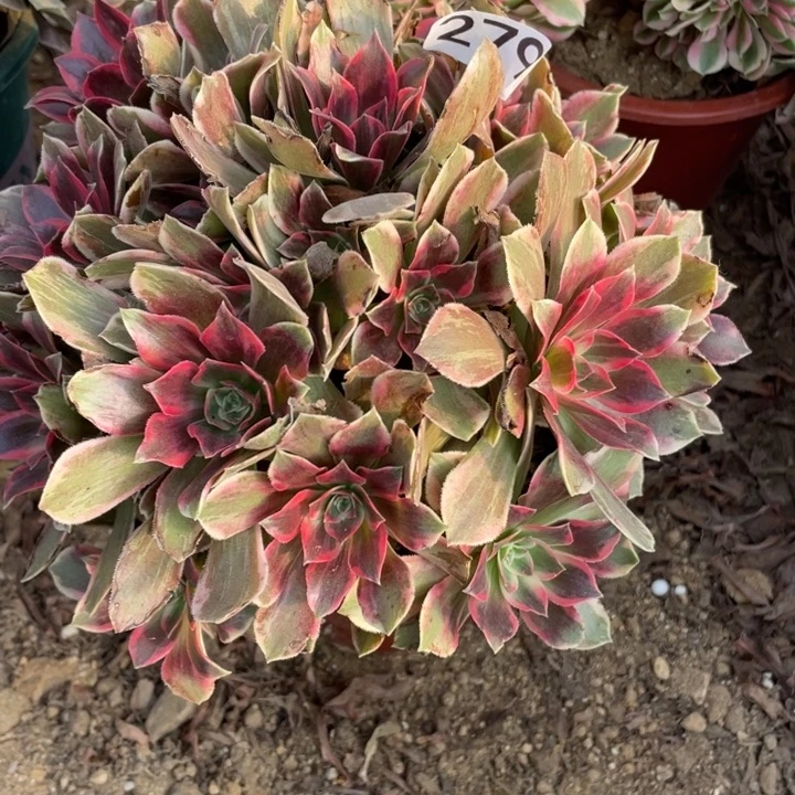 棉***糖完全开放279多肉植物浣纱