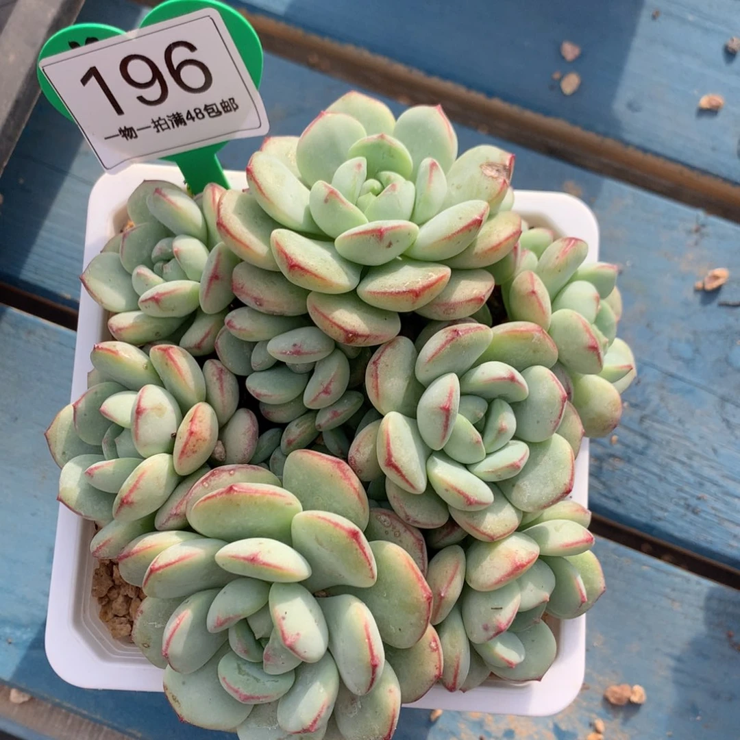香草老桩一物一拍