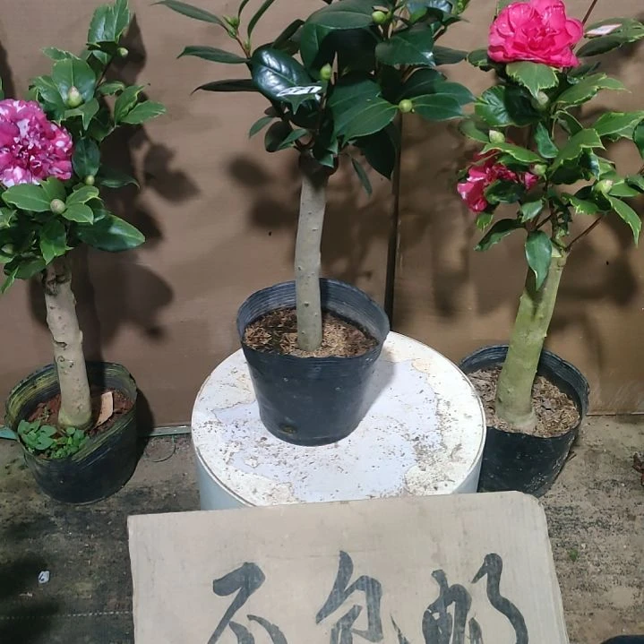 271水晶皇后，原盆原土发货，不包邮