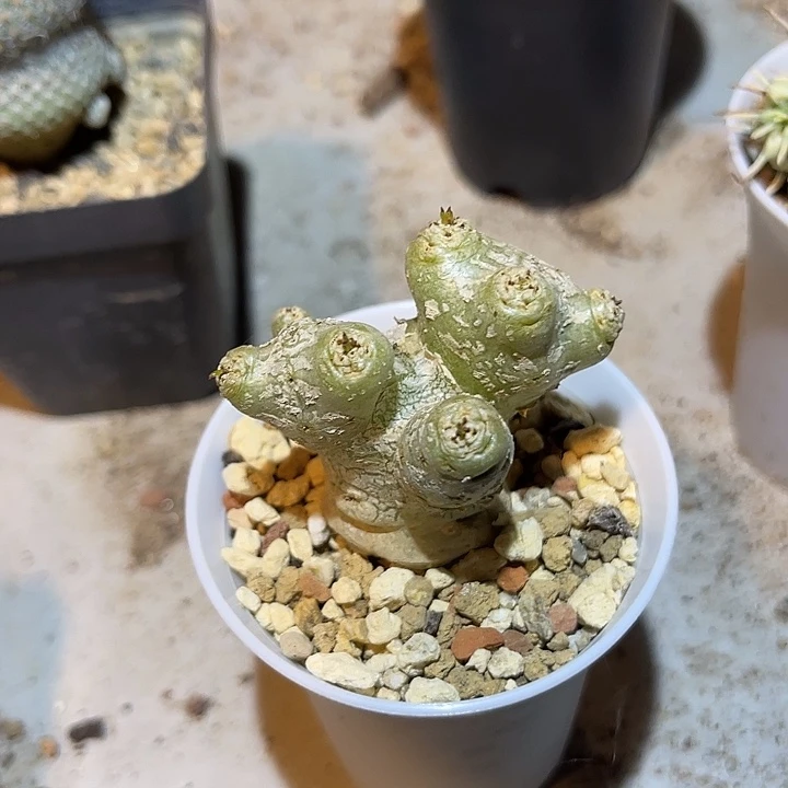 无花朵万物象块根一物一拍