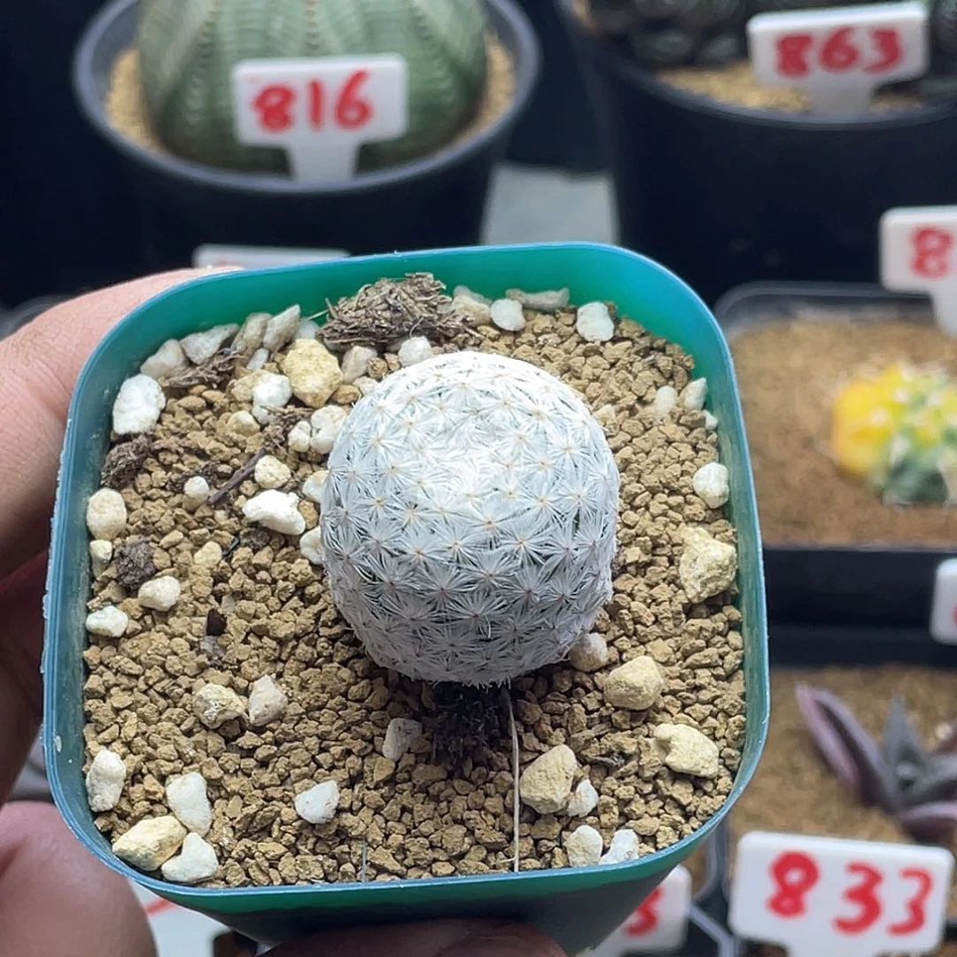 大玉白鸟仙人球 带盆土包邮