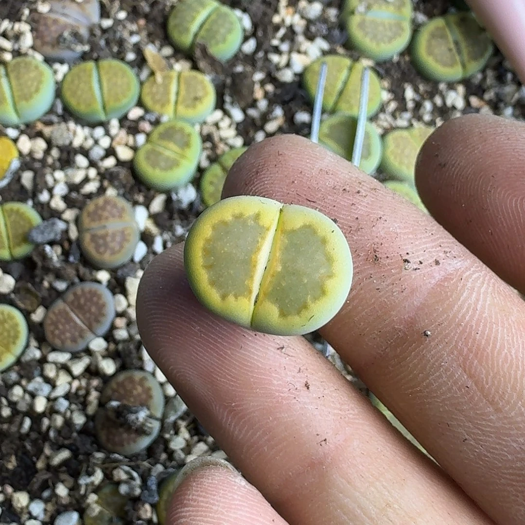 甜***圈882 哈哈哈哈哈哈哈哈哈