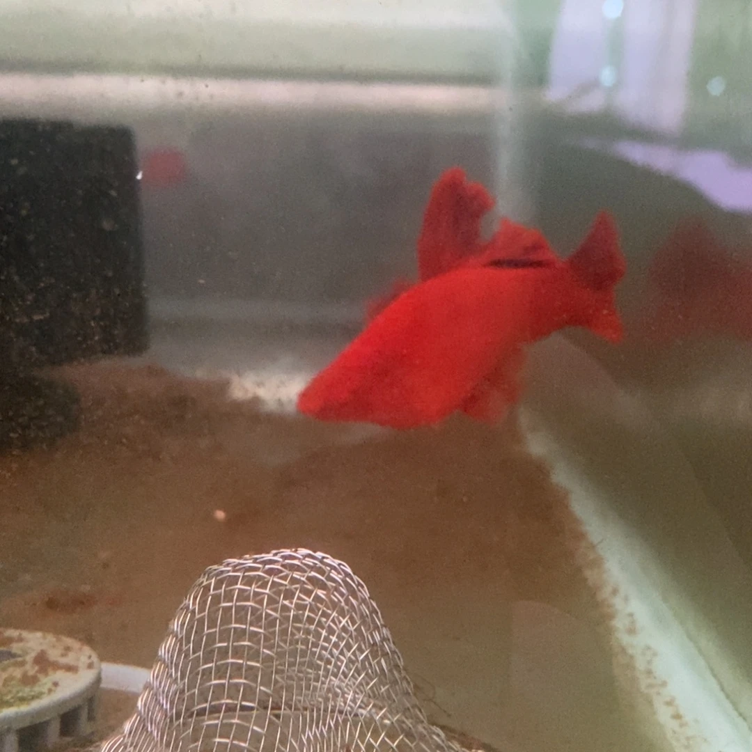 炅***炅红剑鱼高鳍红剑种母2条