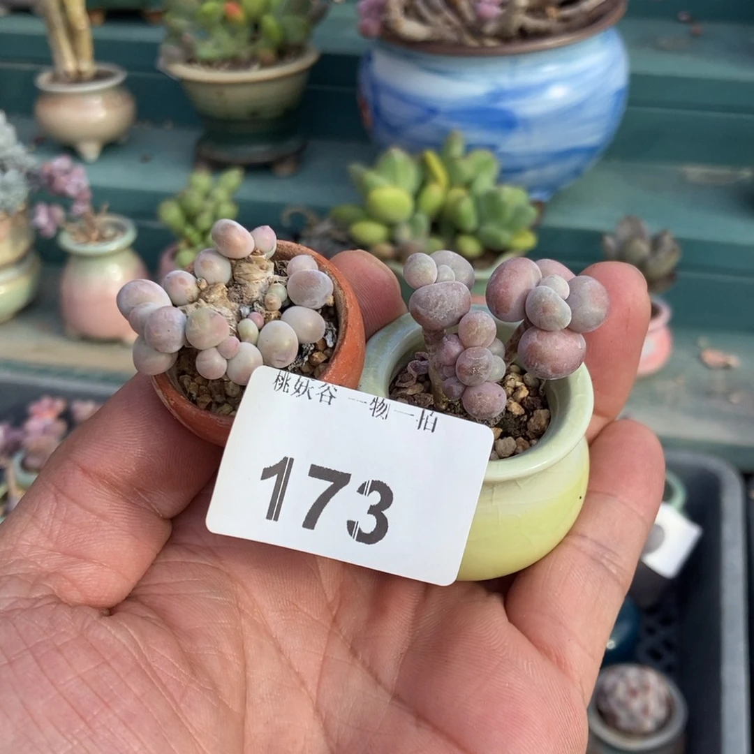 173腰子汤圆2颗带盆