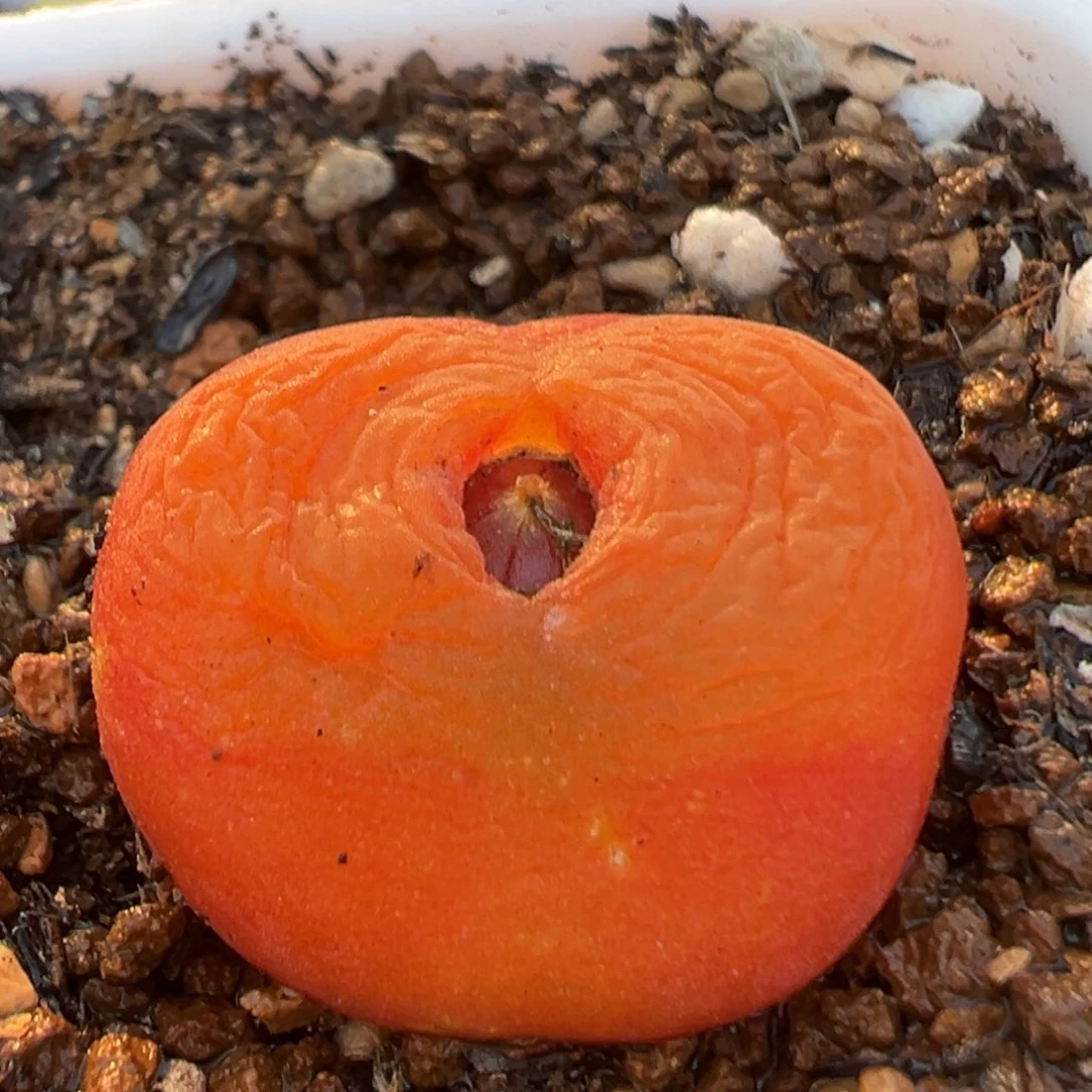 99多肉植物百科水蜜桃