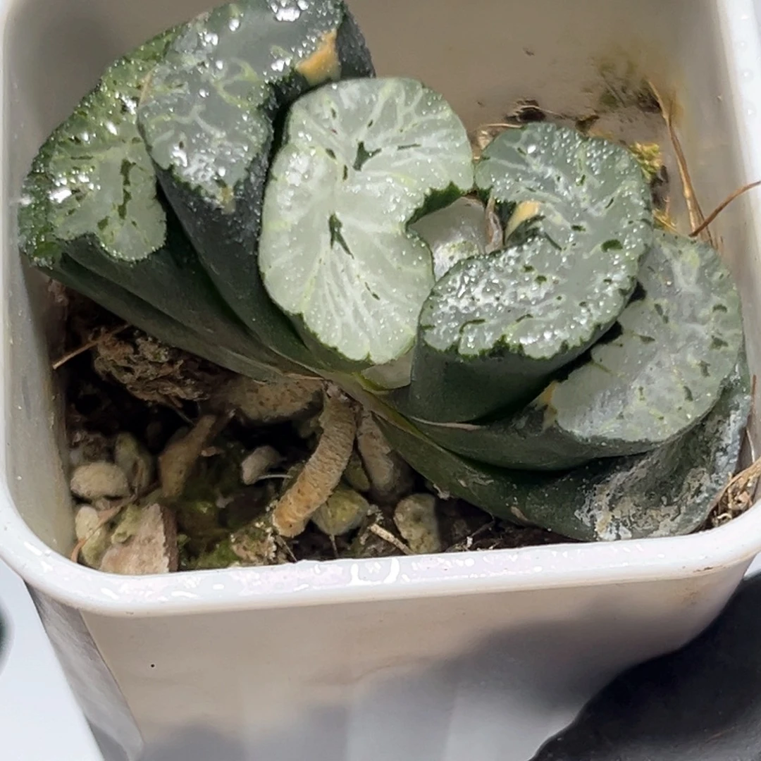 恭喜发财大吉大利3707