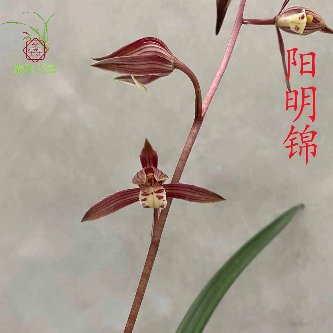 鑫雅兰园阳明锦兰花苗墨兰名贵兰草带花苞浓香好养绿植花卉盆栽