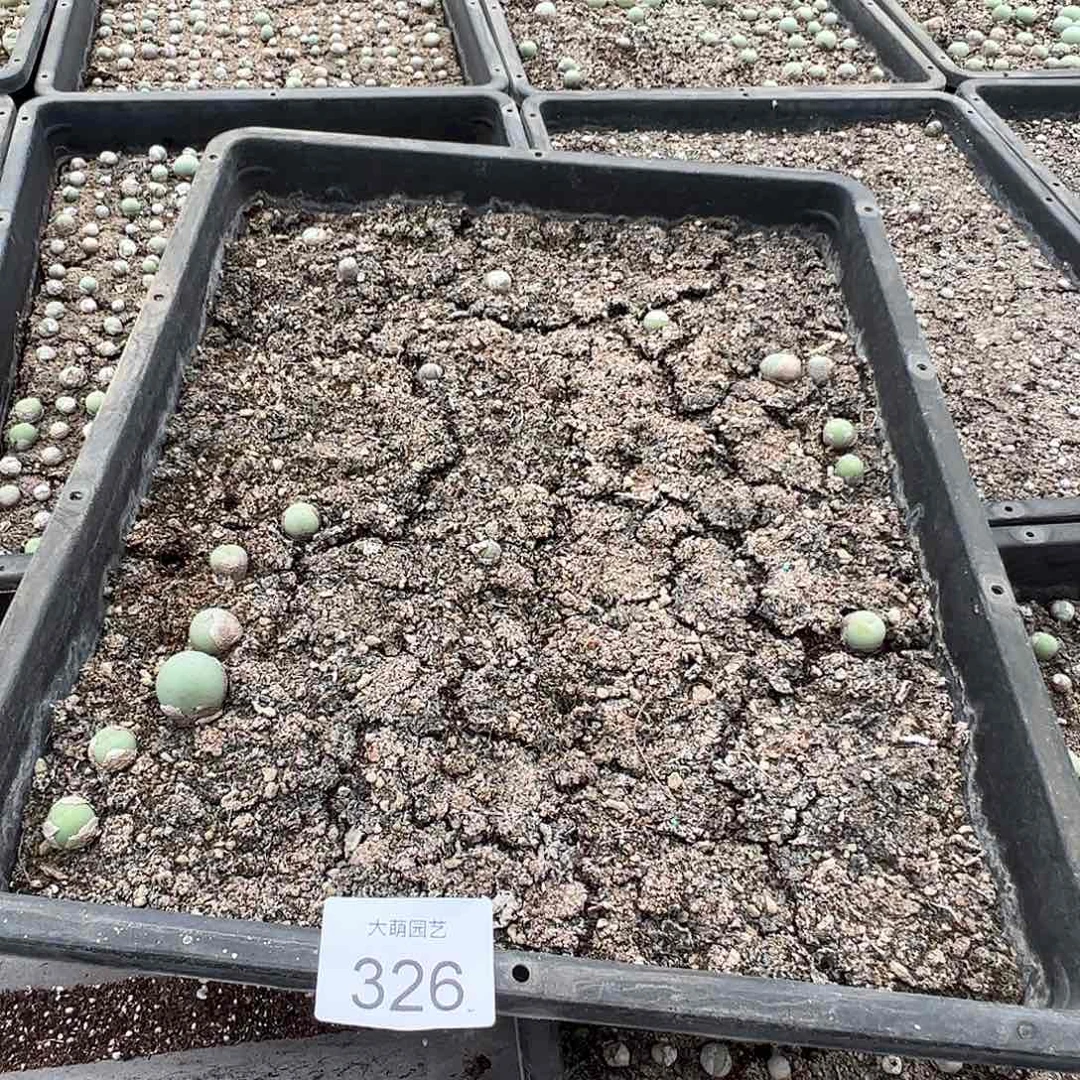 清框脱土发无售后默认有疤。 326