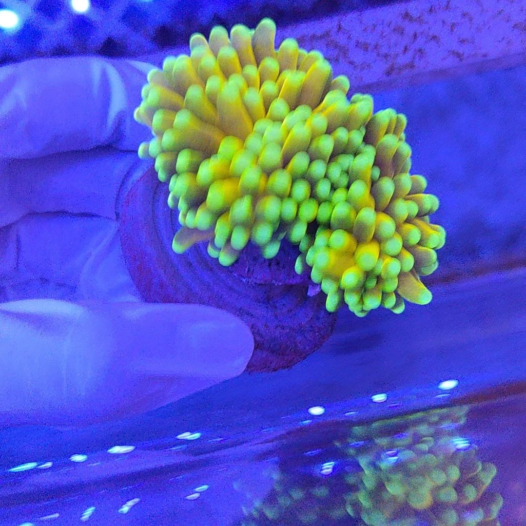 智海海洋珊瑚 不支持退货不包邮