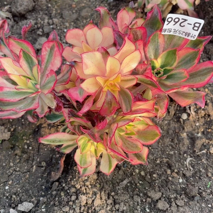 266魅影有砍多肉12345678