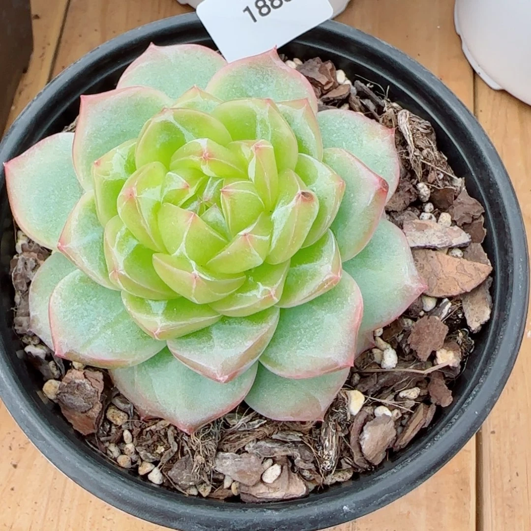海洋之星大号，1888多肉植物