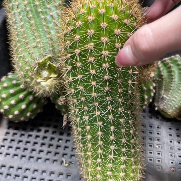 时光超大侧芽一个9.99