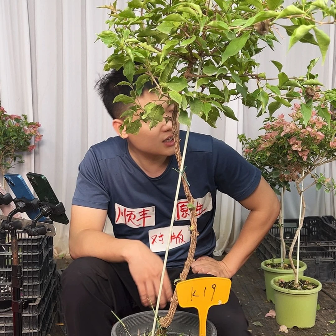 A***儿当前无花栽培后可以开花K19橙桑巴