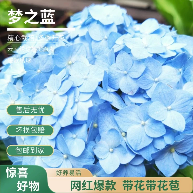 【梦之蓝】蓝色绣球 绣球 全部花苞 爆销热款 基地直发