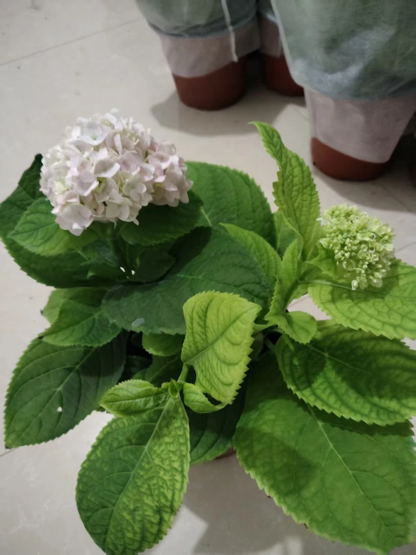 两颗绣球四季开花大花重瓣无尽夏{绣球花}盆栽