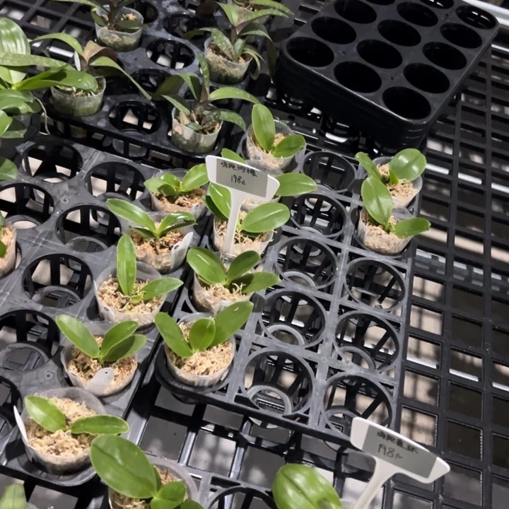 不开花植物蓝环1.7